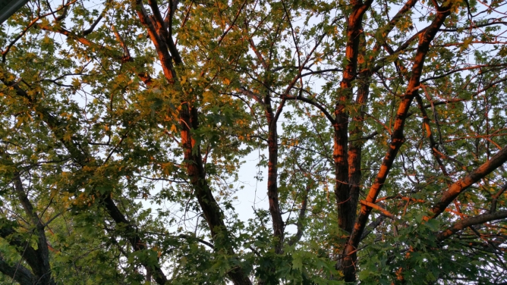 The last rays of sun shoot over the roof onto the branches of the wide spread maple tree.
